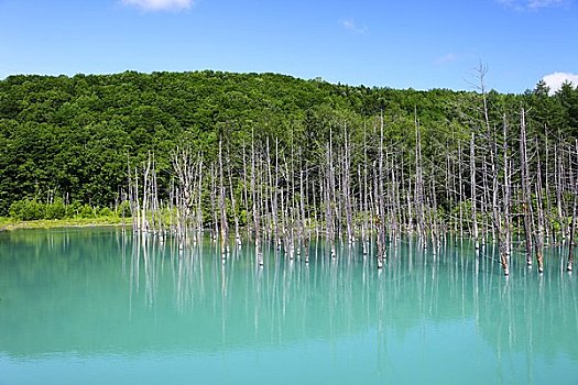 蓝色,河,美瑛