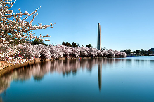 华盛顿纪念碑,樱花,华盛顿,华盛顿特区
