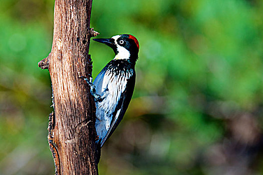 啄木鸟,橡树啄木鸟,雌性,寻找,食物