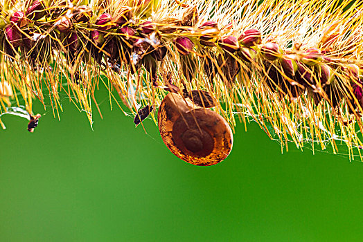 微距摄影昆虫,逆光之下狗尾草上的蜗牛