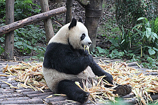 保护动物大熊猫和黑天鹅