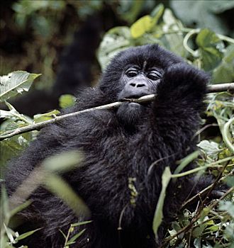 刚果国宝动物图片
