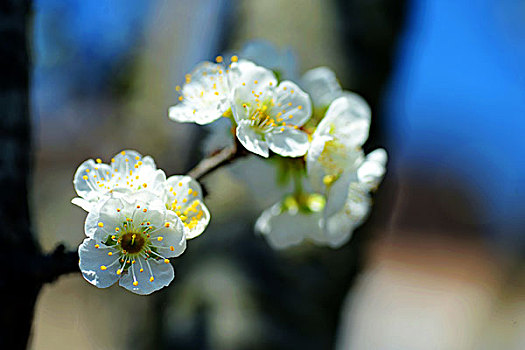 李子花