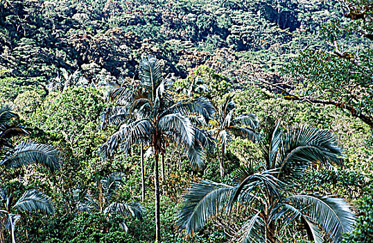 仰视,棕榈树,普拉塔港,多米尼加共和国