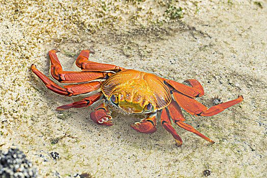 红岩,螃蟹,方蟹,加拉帕戈斯群岛,厄瓜多尔,南美