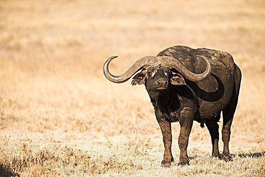 大,南非水牛,非洲水牛,雄性动物,站立,干草,恩戈罗恩戈罗火山口,坦桑尼亚