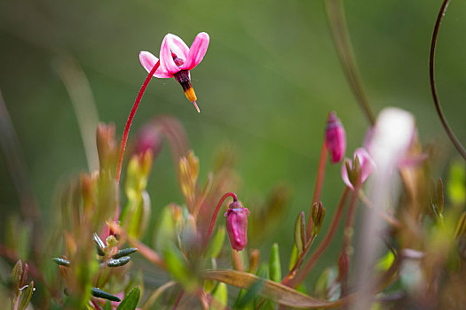 蔓越莓,花,越桔属