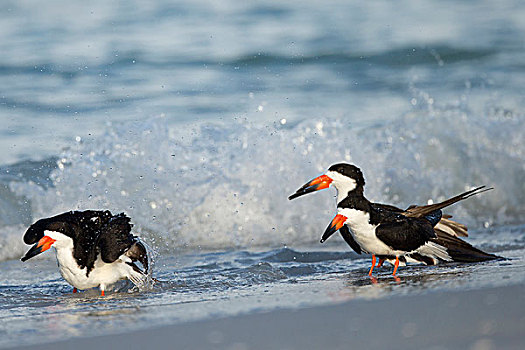 黑色,剪嘴鸥,浴,海岸线,黑剪嘴鸥,墨西哥湾,佛罗里达