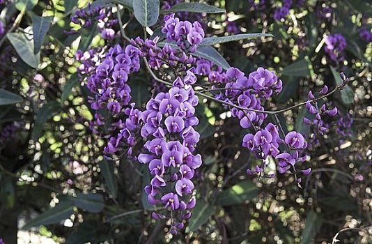 盛开,紫色,呼吸,植物