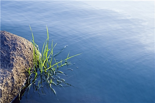 石头,草,水中,表面
