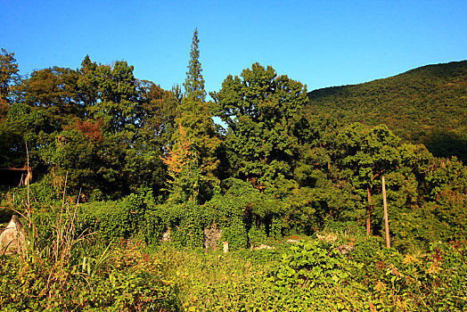 鄞州,塘溪镇,塘溪,大岭村,古树群,阳光,树林,古树,大树,山村