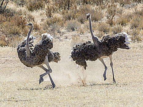 鸵鸟,鸵鸟属,骆驼,追逐,相互,卡拉哈迪,国家公园,北角,南非,非洲