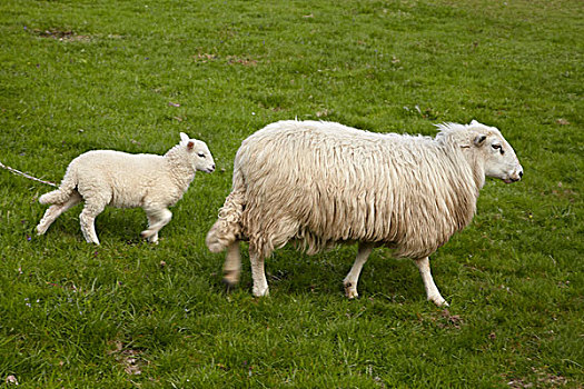 母羊,羊羔,威尔士