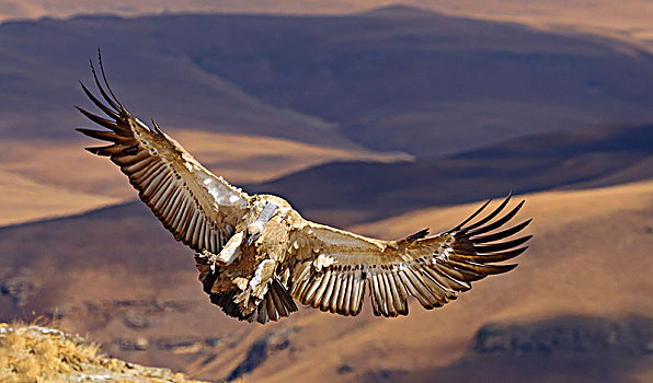 秃鹰,南非兀鹫,飞行,巨大,城堡,国家公园,纳塔耳,南非,非洲
