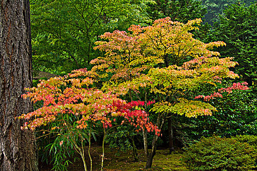 秋色,波特兰,日式庭园,俄勒冈,美国
