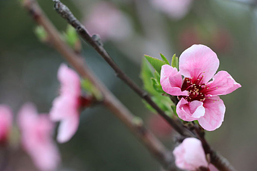 春风之中盛开的桃花