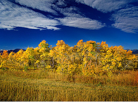 秋天,景色,艾伯塔省,加拿大