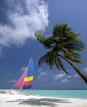 棕榈树,沙滩,双体船,马尔代夫,印度洋
