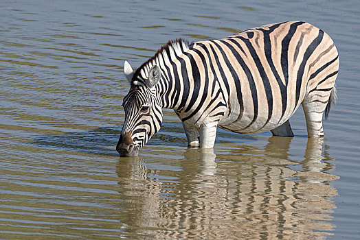 白氏斑马,马,斑马,水中,喝,水坑,埃托沙国家公园,纳米比亚,非洲
