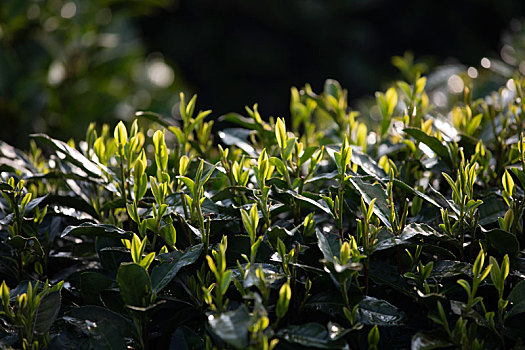 杭州西湖龙井春茶芽逆光