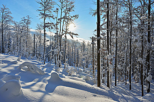 冬日树林,太阳,巴伐利亚森林国家公园,巴伐利亚,德国