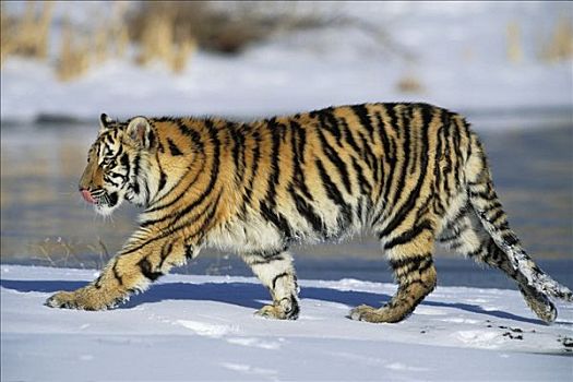 西伯利亚虎,东北虎,幼兽,走,雪中,西伯利亚