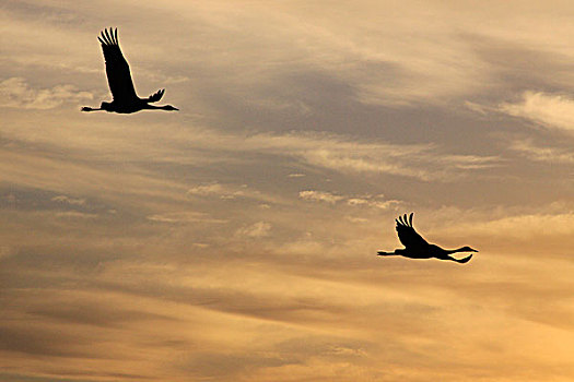 鹤,飞,空中,湖,加利利地区,以色列