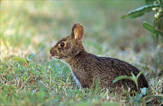 湿地兔,哺乳动物,啮齿类动物,埃弗格来兹,佛罗里达,美国,北美,动物