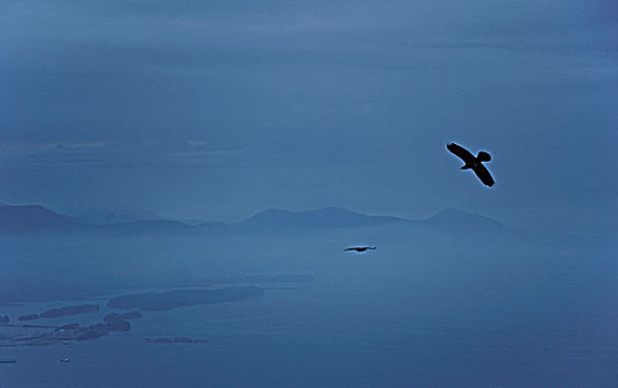 乌鸦,黃昏,薄雾,上方,攀升,盐泉岛,不列颠哥伦比亚省,加拿大
