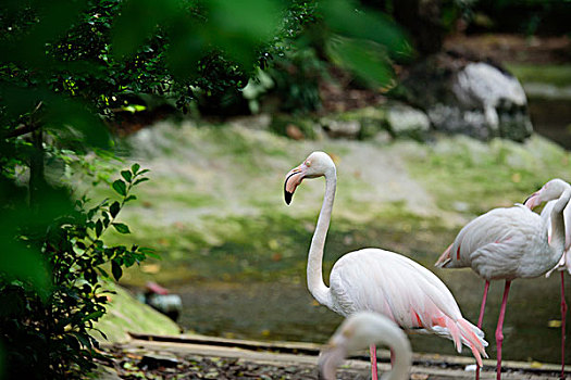 胡志明动物园的白鹤