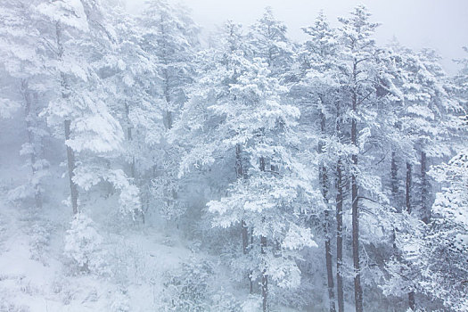 西岭雪山大雪的美丽风景