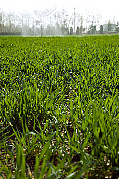 喷灌作业的绿色小麦地