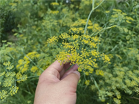 小茴香,孜然