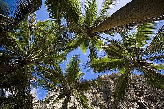 棕榈树,多哥,谷地,纽埃岛,南太平洋