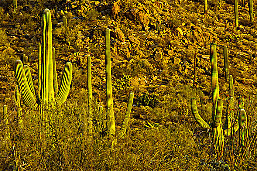 树形仙人掌,晚霞,萨瓜罗国家公园,亚利桑那,美国