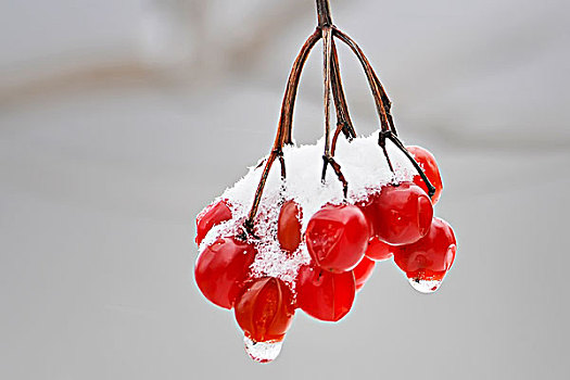 雪,甜樱桃