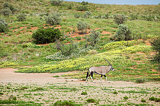 南非大羚羊,羚羊,黄色,藤,花,卡拉哈迪大羚羊国家公园,博茨瓦纳