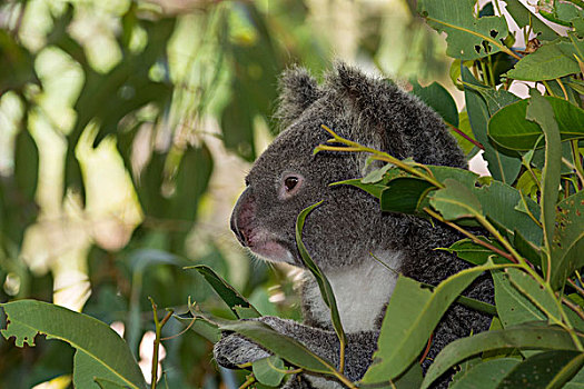澳大利亚,昆士兰,干河道,自然,灌木,野生动植物园,树袋熊,俘获