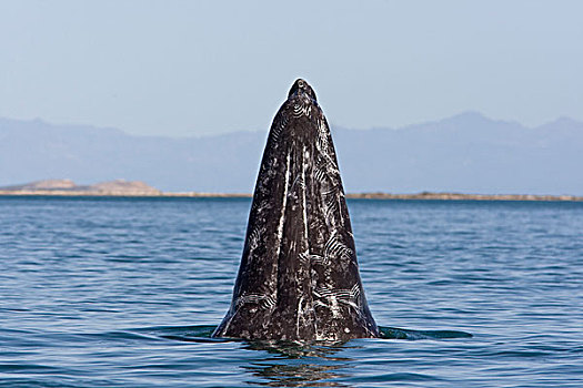 灰鲸,牙齿,逆戟鲸,下加利福尼亚州,墨西哥