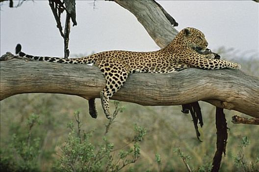 豹,休息,树上,塞伦盖蒂国家公园,坦桑尼亚