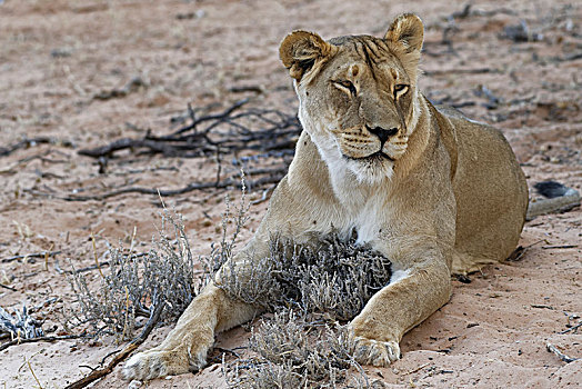 非洲狮,狮子,雌狮,躺着,沙子,卡拉哈迪大羚羊国家公园,北开普,南非,非洲