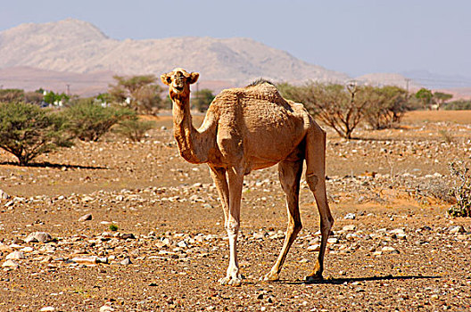 单峰骆驼,自然生境,半荒漠,阿曼苏丹国,中东