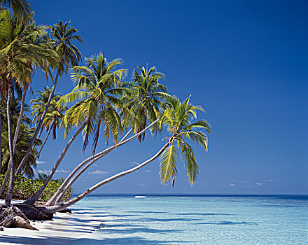 马尔代夫,热带海岛,海滩风景
