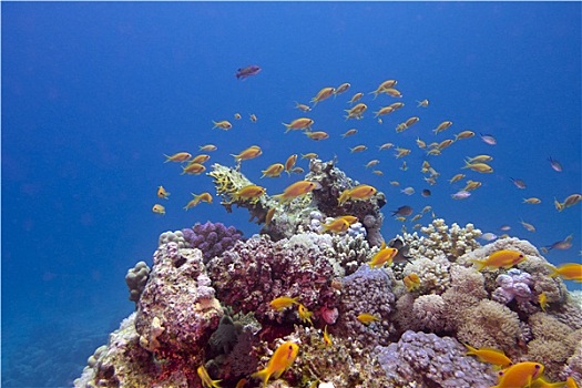 彩色,珊瑚礁,异域风情,鱼,蓝色背景,水,背景