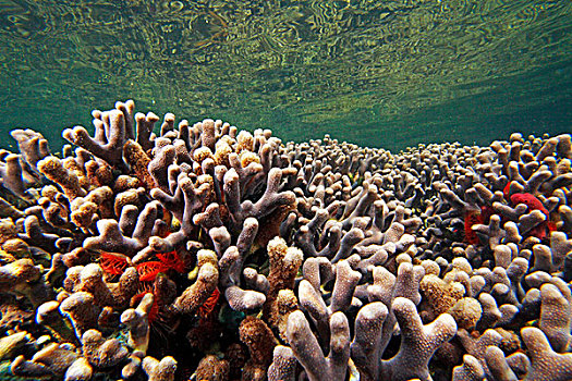 珊瑚,海洋,国家公园,博卡斯德尔托罗,巴拿马
