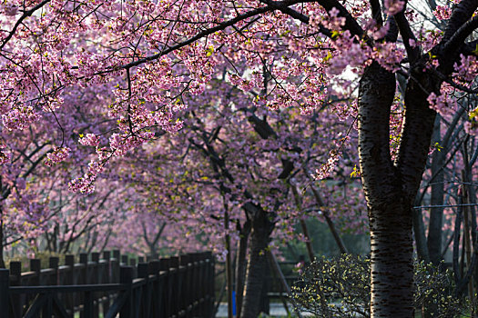 上海,公园,樱花