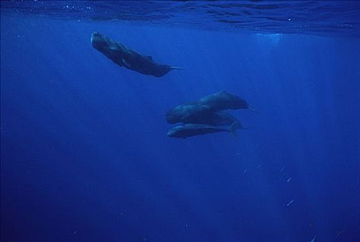 抹香鲸,科纳海岸,夏威夷