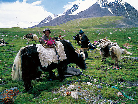 长江源头第一家,牦牛是他们家的主要运输工具
