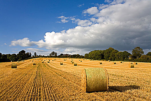 干草包,土地,沃特福德郡,爱尔兰