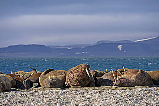 海象,牧群,躺着,鹅卵石,堤岸,北冰洋,后面,山,雪地,斯匹次卑尔根岛,北极,挪威,欧洲